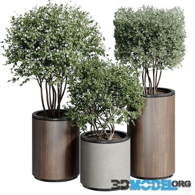Outdoor Plant 25