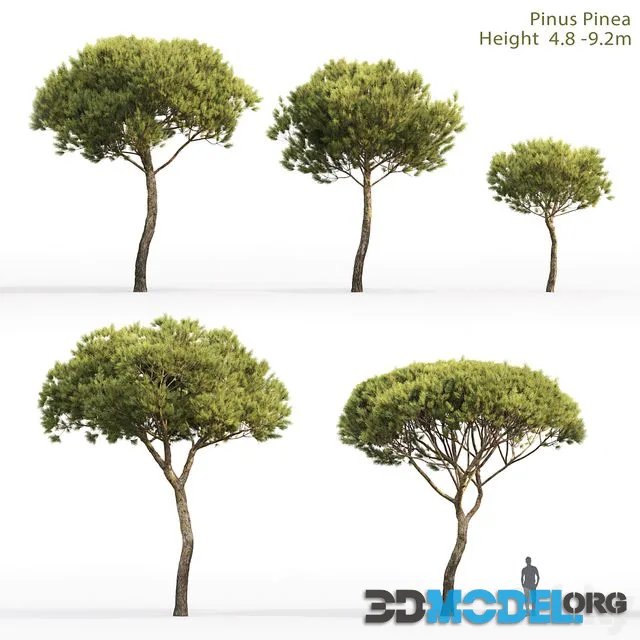 Pine 4.8-9.2m