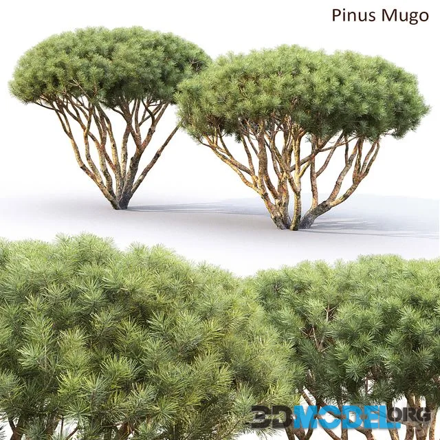 Pine Plants Bush