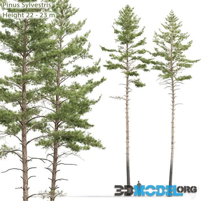 Pinus sylvestris # 10 (22-23m)