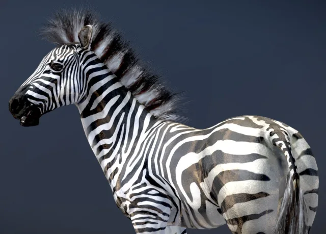 Plains Zebra (PBR)