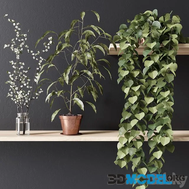PLANT_002