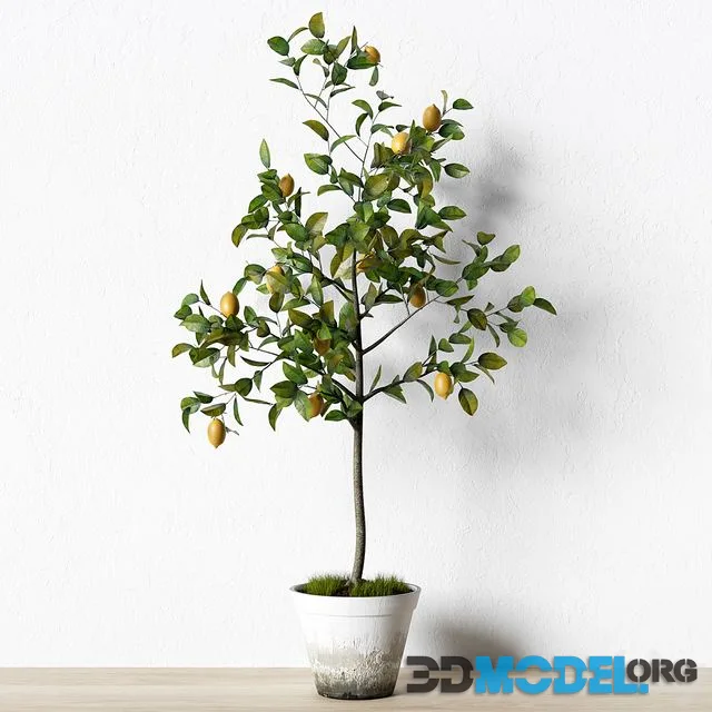 Plant_003