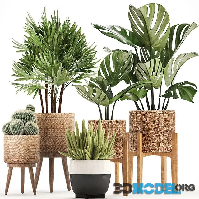 Plant collection 321