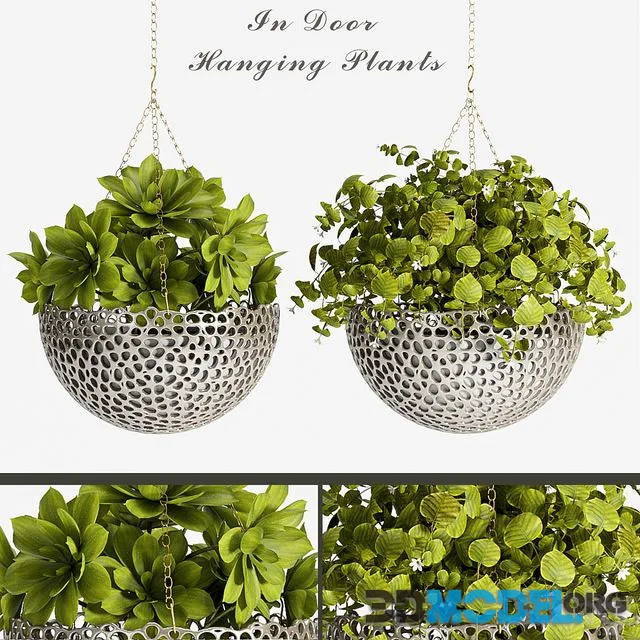 PLANT SET -62
