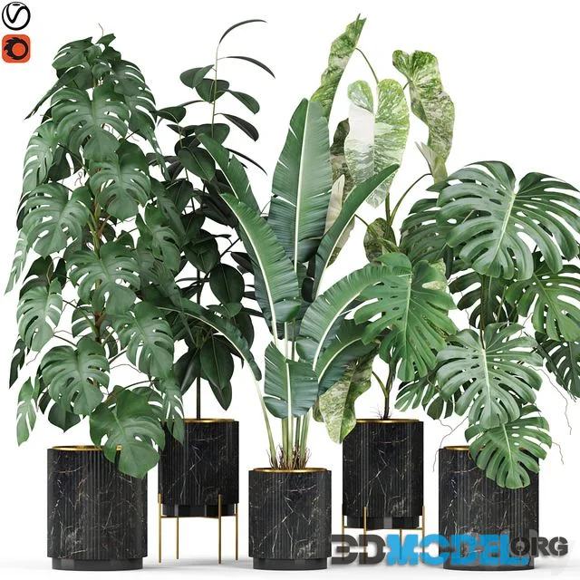 Plants collection 584