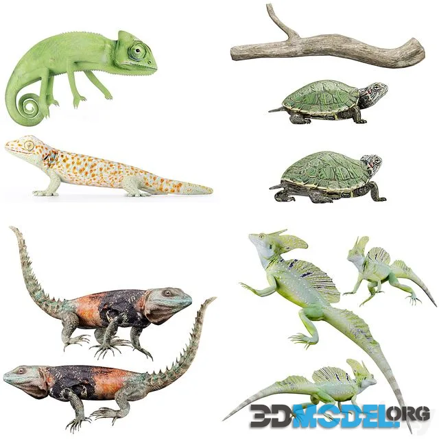 Reptile Collection Set