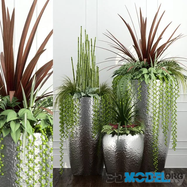 Room plants 12