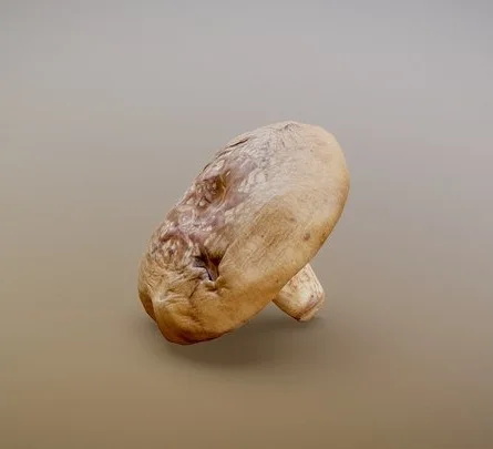 Shiitake Mushroom (PBR)