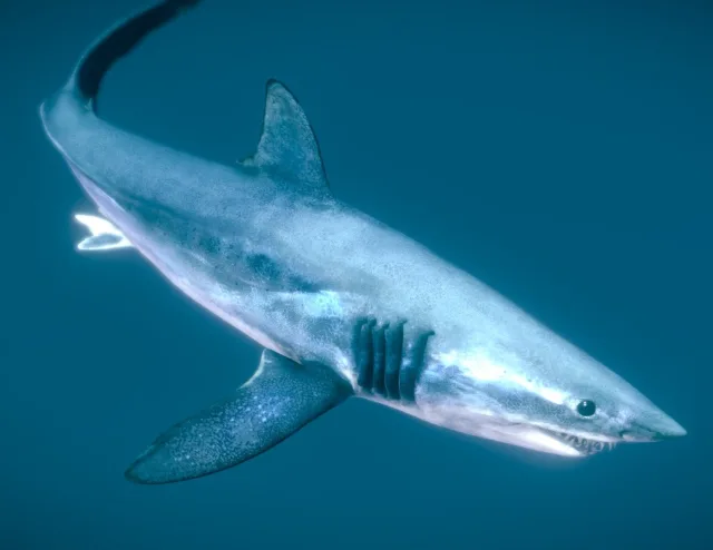 Shortfin Mako Shark (PBR)