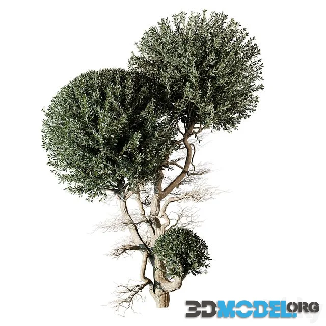 tree vol 17