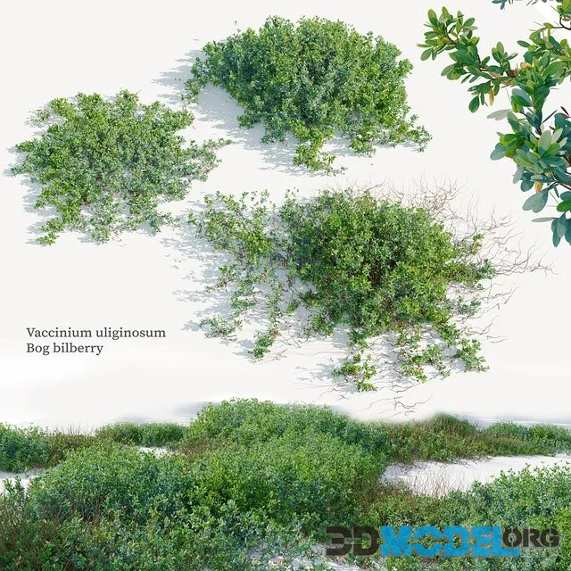 Vaccinium uliginosum