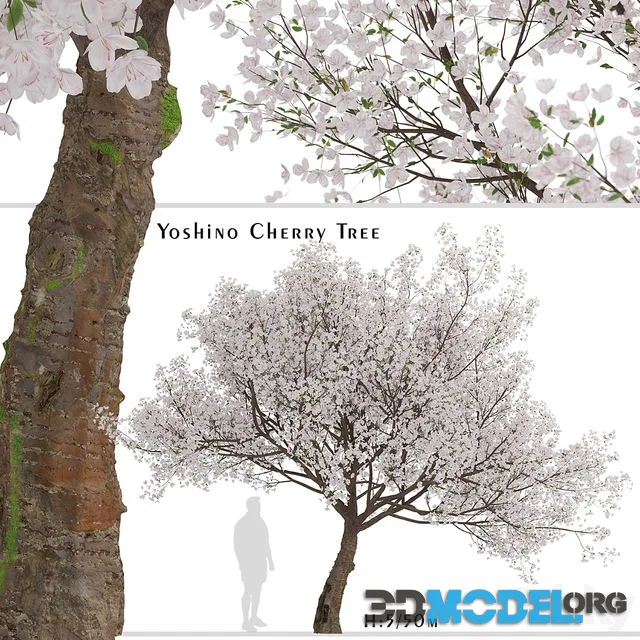 Yoshino Cherry Tree (Prunus yedoensis) (1 Tree)