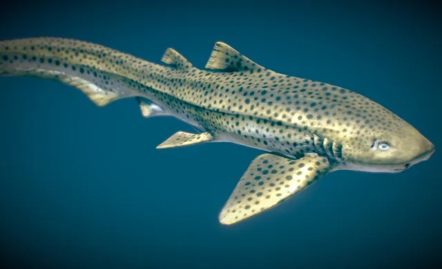 Zebra Shark (PBR)