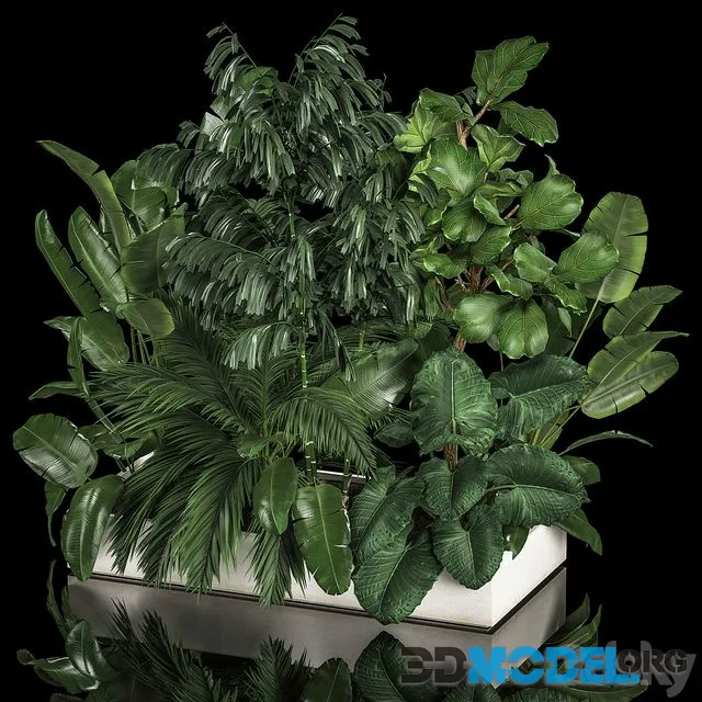 A collection of plants from a thicket of a home garden of palm, strelitzia, flowerpot, ficus lirata