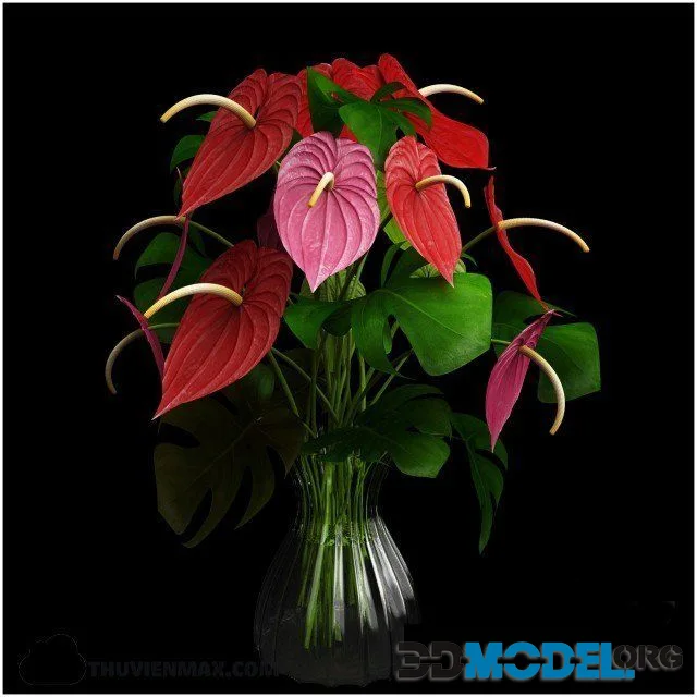 Anthurium color flower