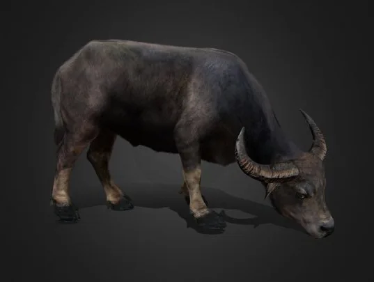 Asian Buffalo Water Buffalo Realistic (PBR)