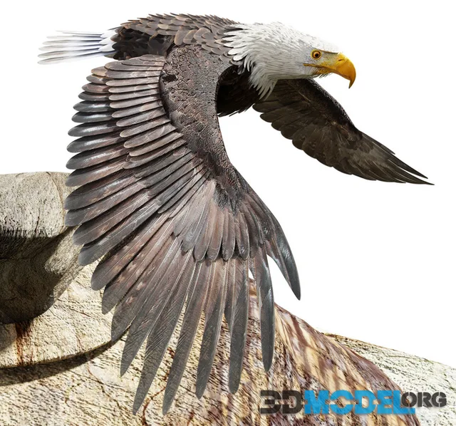 Bald Eagle - BLENDER