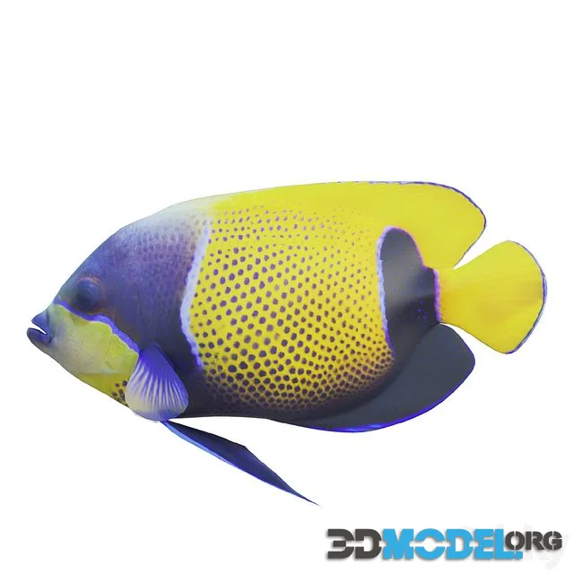 Blue girdled Angelfish set 04