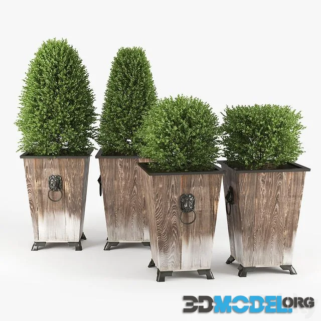 BOXWOOD TOPIARY (with knocker)