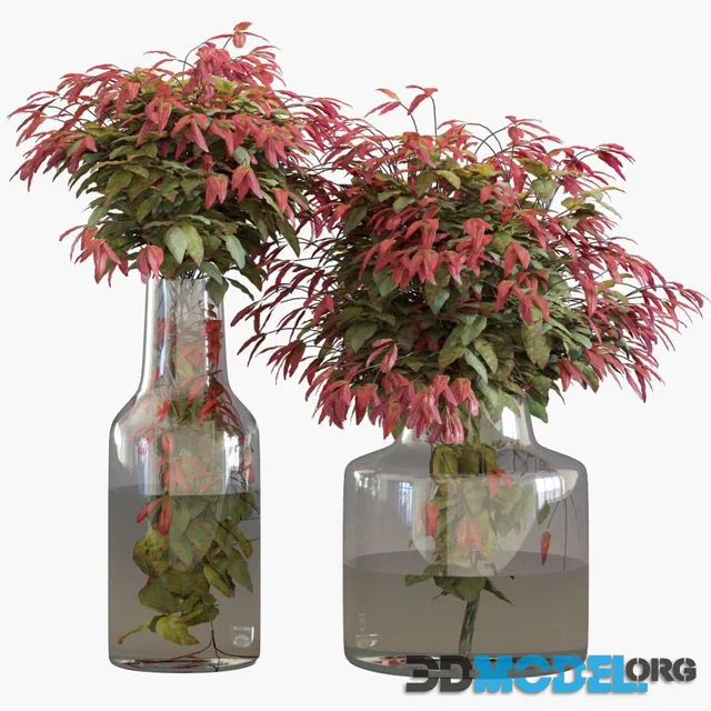 Branches in vases 26 Dwarf sacred bamboo
