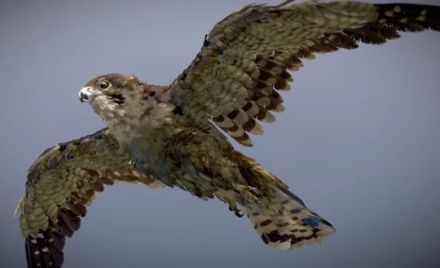 Brown Falcon (PBR)