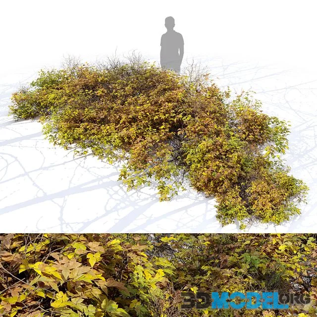Bush 024