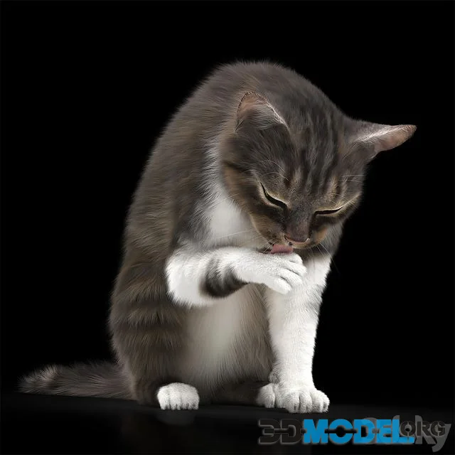 CAT 5 (realistic pet)