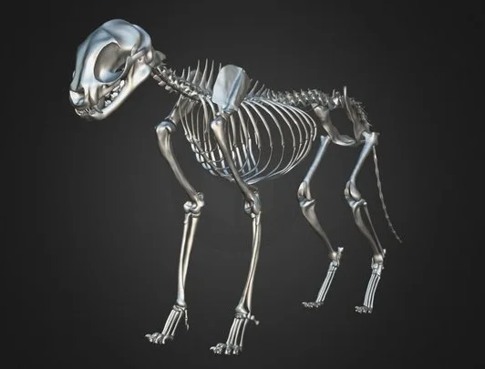 Cat Skeleton 3D Model