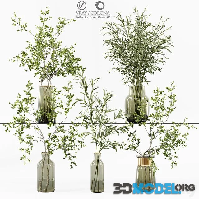 Collaction Indoor Plants 016