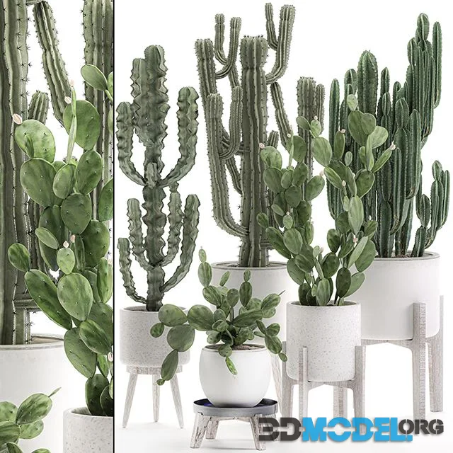Collection of cacti in white pots Set 571