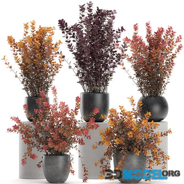 Collection of plants for garden and landscape design in outdoor pots with Barberry bush Set 698