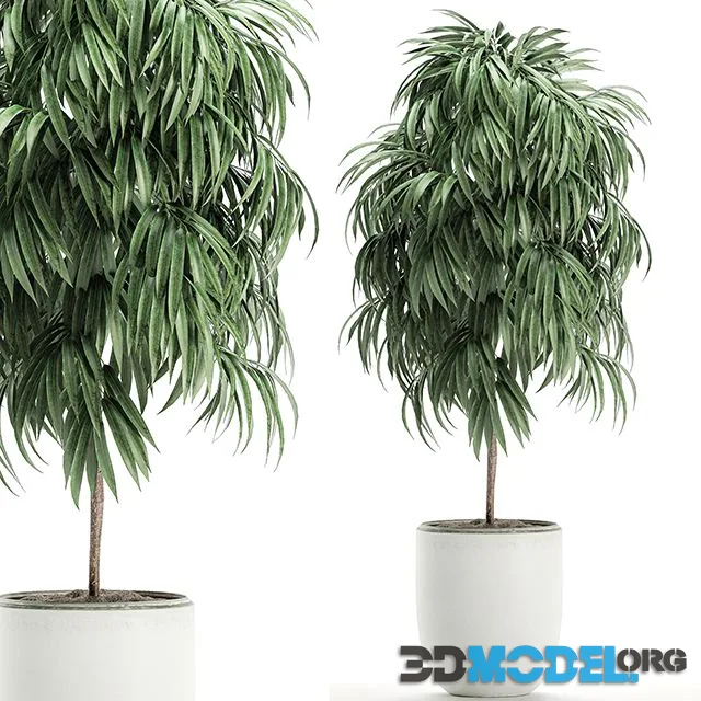 Ficus Ali Set 501