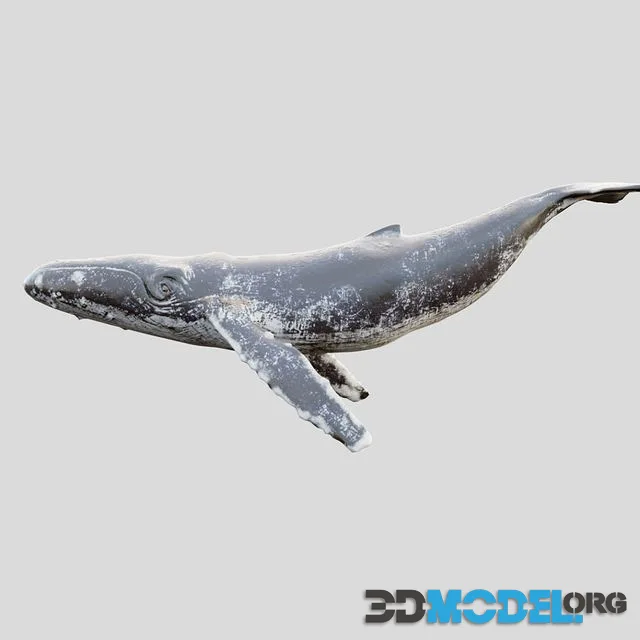 Gray whale