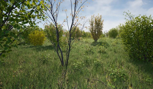 Hazel Bushes