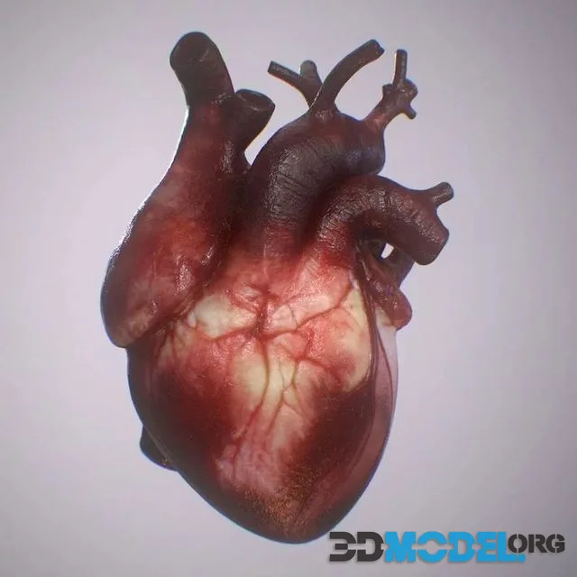 Heart Realistic Production – Animated Blendshapes (PBR)
