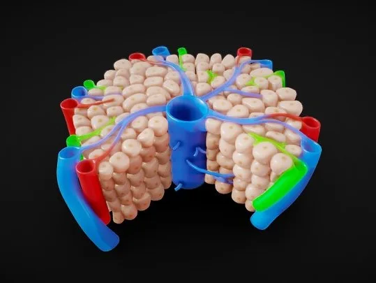 Hepatic Lobule Cross Section Anatomy