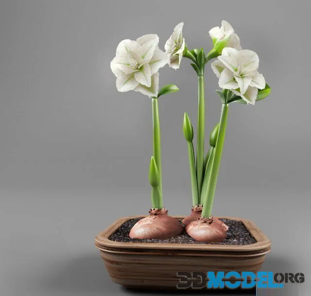 Hippeastrum in pot