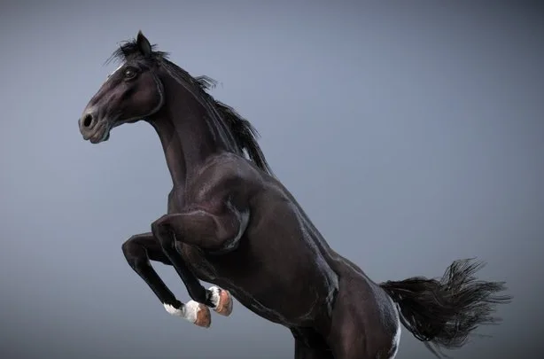 Horse — Spanish Mustang ( Black ) (PBR)