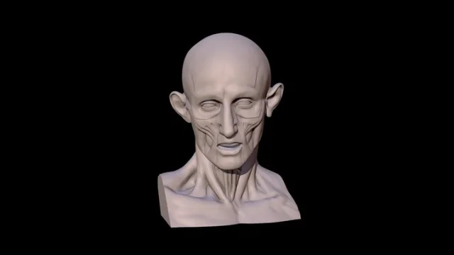 Houdon Ecorche Head (Écorché)