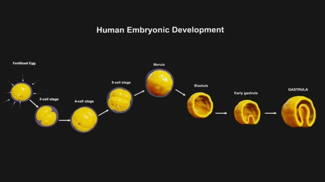 Human Embryonic Development (PBR)