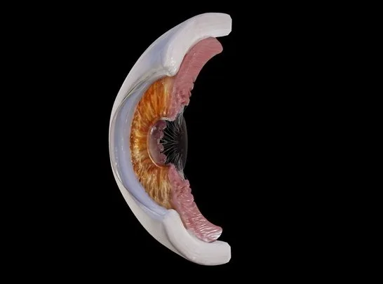 Human Eye Anatomy (PBR)