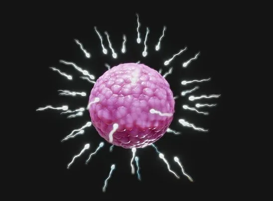 Human Fertilization Of Sperm And Egg Cell (Ovum) (PBR)