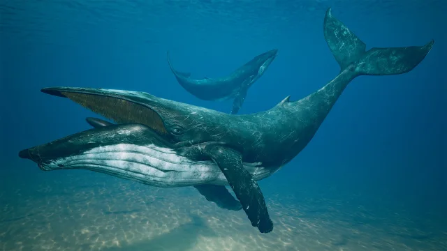 Humpback Whale