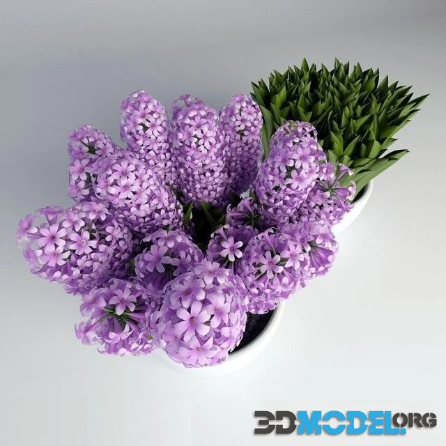 Hyacinths in pots