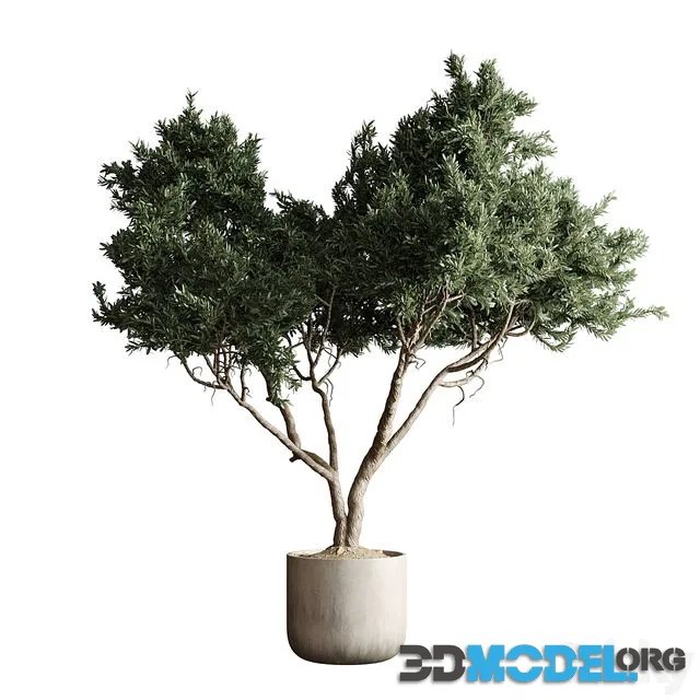 Indoor plant 04 - Tree in a pot