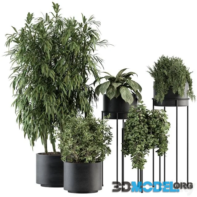 indoor Plant Set 355- Tree and Plant Set in Black pot