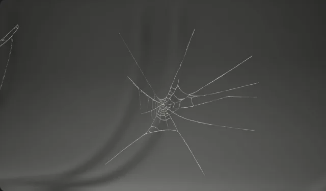 MAE Cobweb Collection 01