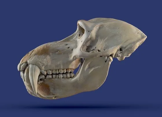 Mandrillus Leucophaeus Rapidcompact