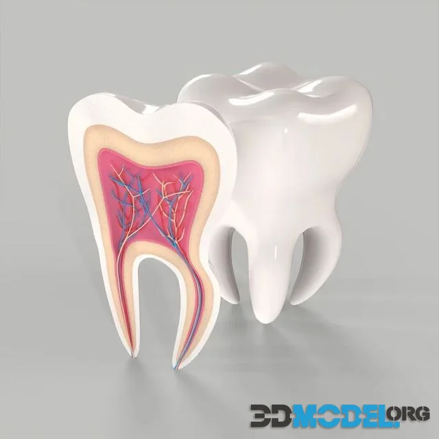 Medical Tooth Anatomy Section Low-poly (PBR)